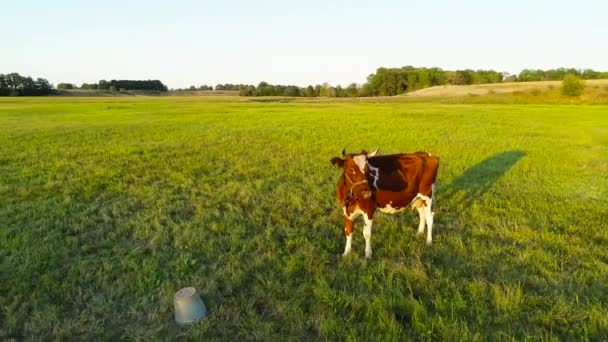 Drone Footage Cow Standing Fields — Stock Video