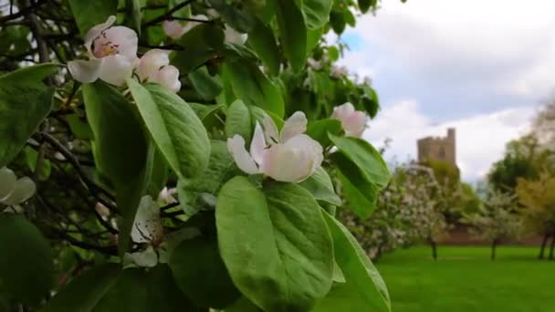 Apple Blossom Tree Out Focus Church Background Recognisable — Vídeo de stock