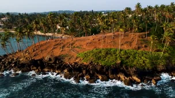 Aerial Coconut Tree Hill Isolated Palm Trees Mirissa Sri Lanka — Stok video