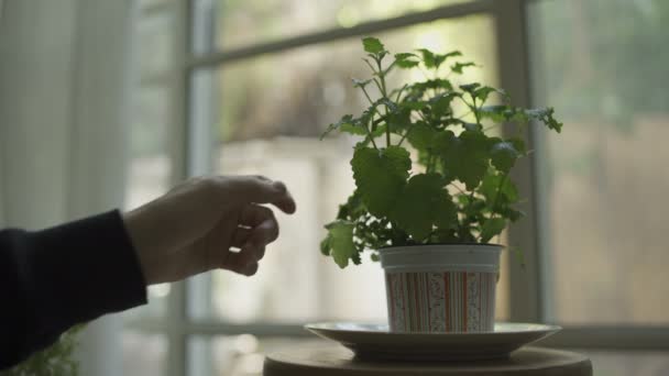Hand Grabbing Leaf Small Apartment Tea Plant — Vídeo de stock