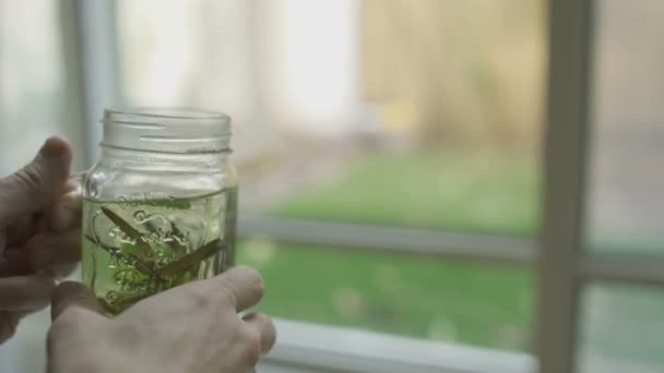 Taking Leaf Tea Plant Small Apartment — Wideo stockowe