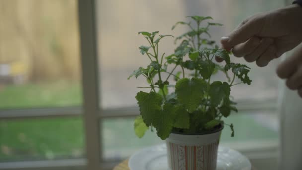 Glass Herbal Tea Held Hands Apartment — стоковое видео