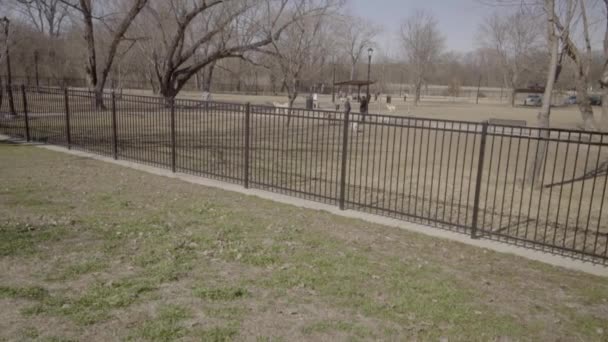 Shot Dogs Running Chasing Each Other Dog Park — Wideo stockowe