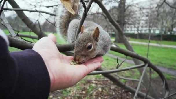 Shot Squirrel Being Fed Some Pumpkin Seeds Hyde Park London — Video Stock