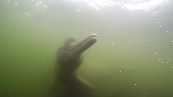 River Dolphin Inia Interacting Camera Closeup Underwater Amazon Brazil — Stock video