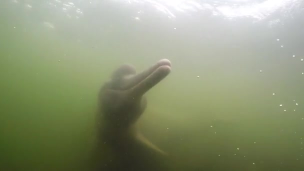 River Dolphin Inia Interacting Camera Closeup Underwater Amazon Brazil — Stock Video