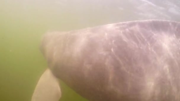 River Dolphins Swimming Amazon River Para Brazil — Video