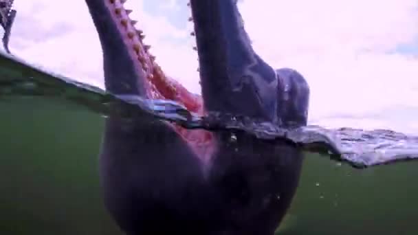 River Dolphin Swimming Open Mouth Out Water Underwater Closeup Amazon — Vídeo de Stock