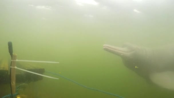 Любопытный Речной Дельфин Смотрит Подводный Микрофон Используемый Учеными Записи Вокализации — стоковое видео