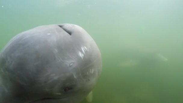 River Dolphin Inia Παίζει Και Αλληλεπιδρά Closeup Του Ρουθούνι Μάτια — Αρχείο Βίντεο