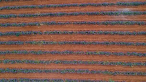 Aerial Drone Lavender Farm Full Bloom Rows Purple Lavender — Vídeo de Stock