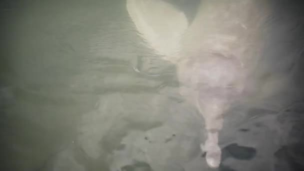 River Dolphin Inia Medium Shot Water Para Brazil — Stock video
