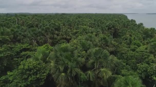 Aerial Shot Close Amazon Forest Bacuri Trees Para Brazil — Vídeo de Stock