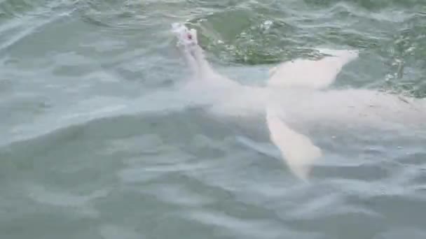 River Dolphin Inia Playing Part Fish Amazonian River Brazil — Vídeo de stock