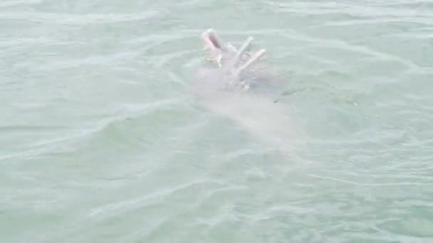 Two River Dolphins Interacting Playing Inia Brazil — 图库视频影像