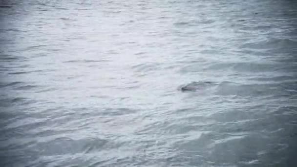 Mother Cub River Dolphin Breathing Water Wide Angle Brazil — Vídeo de stock