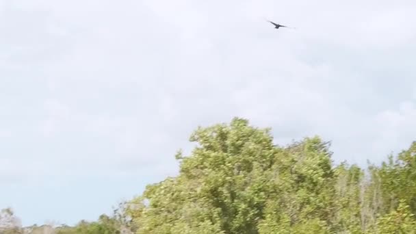 Follow Shot Eagle Hawk Coming Frame High Sky Camera Follows — Stock Video