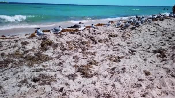 Slow Motion Shot Sunny Beach Flock Seagulls Shore Some People — Stockvideo