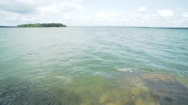 Wide Shot River Dolphin Inia Amazonian River — Stok video