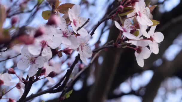 Cherry Blossom Breeze — Stok video