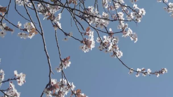 Fleur Cerisier Souffle Contre Ciel Bleu — Video