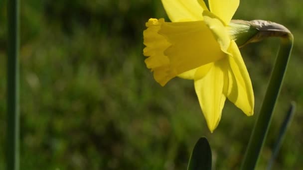 Желтый Цветок Нарциссов — стоковое видео