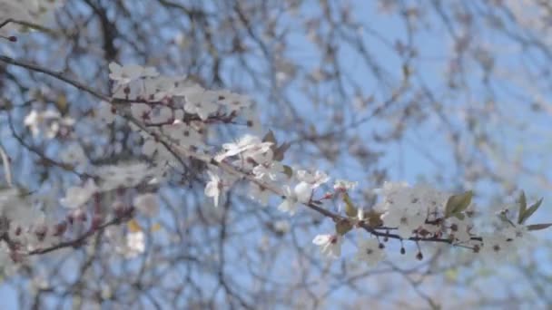 Cherry Blossom Blowing Blue Sky — Video Stock