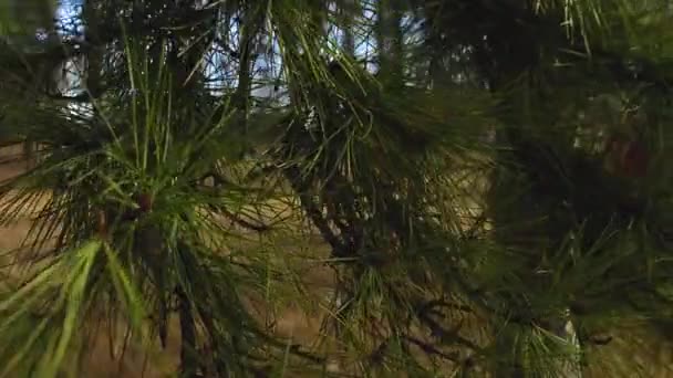 Glidecam Steadicam Shot Pine Needles Hanging Pine Tree City Park — Vídeos de Stock