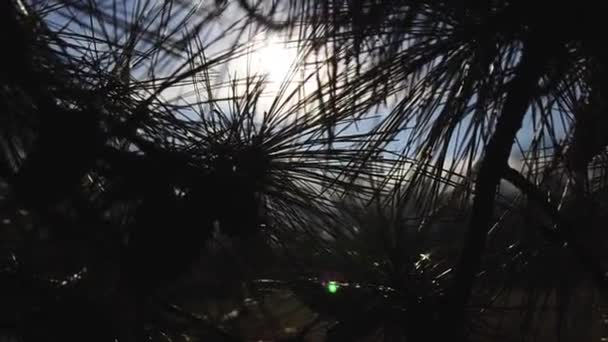 Steadicam Shot Bright Sunshine Beaming Needles Branches Pine Tree City — Stock Video