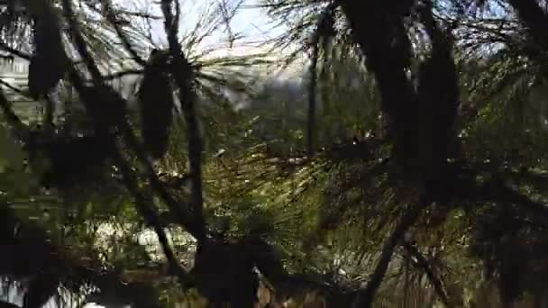 Right Left Steadicam Shot Sun Poking Needles Cones Pine Tree — Vídeo de Stock