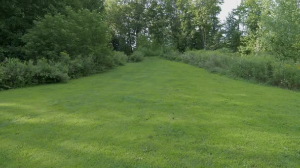 Green Grass Hill Trees Wind — Stockvideo