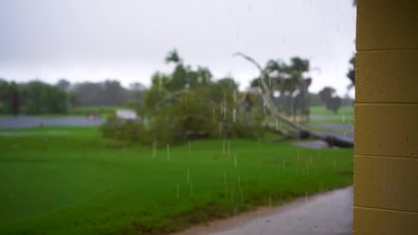 Large Rain Drops Falling Foreground Fallen Tree Background — Vídeo de stock