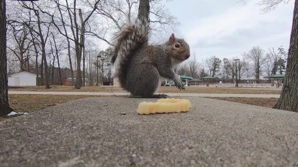 Grey Squirrel City Park Finishes French Fry Picks Different One — ストック動画