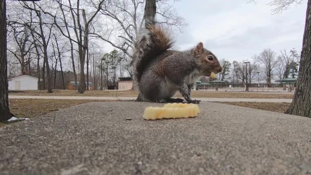 Grey Squirrel City Park Finishes French Fry Picks Different One — Stok video