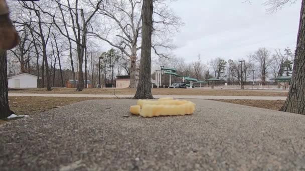 Grey Squirrel City Park Finishes French Fry Picks Different One — Video Stock