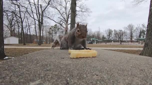 Grey Squirrel City Park Finishes French Fry Picks Different One — Vídeo de Stock