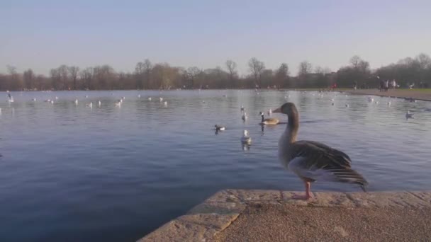 Bird Watching Small Lake Park Sunny Winter Day — Video Stock