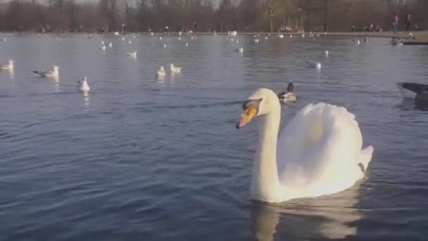 Swan Swimming Tha Camera — Stockvideo