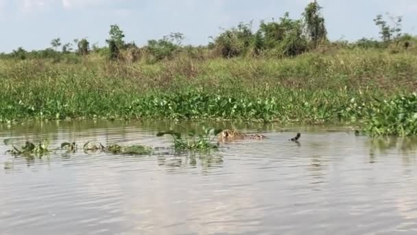 Jaguar Swimming Slowly Crossing River Pantanal Brazil — ストック動画