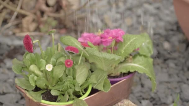 Watering Plants Copper Plant Pot — Stockvideo