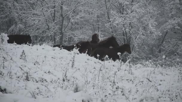 Herd Wild Horses Passing Hill Cold Winter Day Snow Trees — Stock video