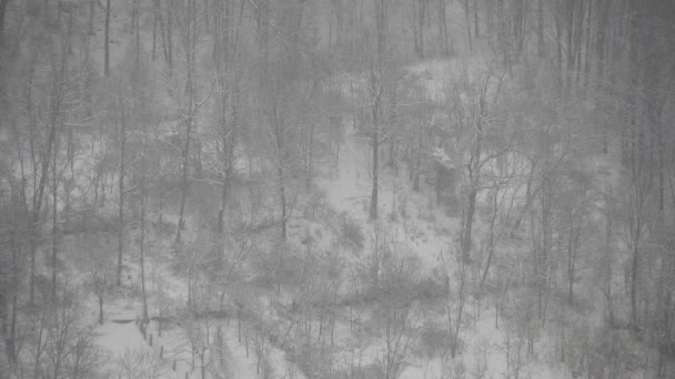 Snowing Trees Forest Background Filmed Distant Place High Zoom Video — Vídeo de Stock
