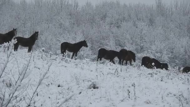 Herd Wild Horses Passing Hill Cold Winter Day Snow Trees — Video