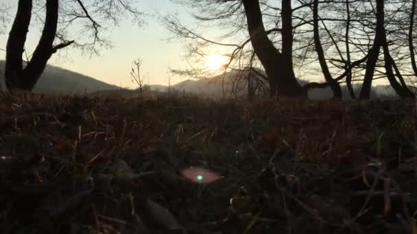 Ein Waldspaziergang Herbstzeit Gefilmt Vom Boden Bei Sonnenuntergang Mit Licht — Stockvideo