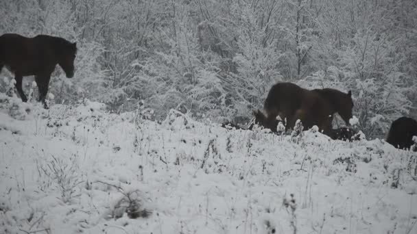 Herd Wild Horses Passing Hill Cold Winter Day Snow Trees — Video