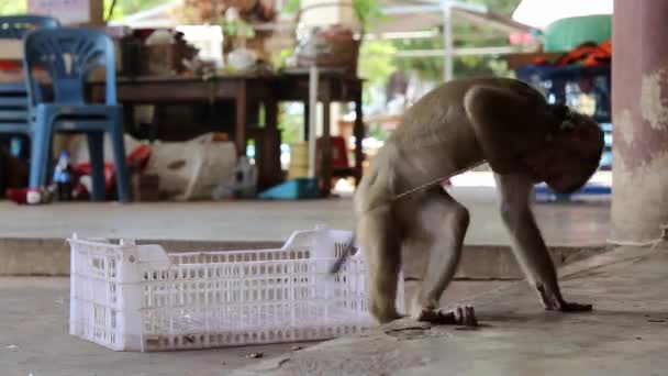 Long Tail Macaque Baby Monkey Leash Making Few Circles Ground — Video Stock