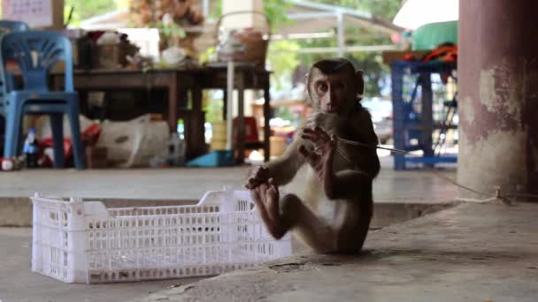 Young Long Tail Macaque Monkey Tied Leash Thai Temple Thailand — Wideo stockowe