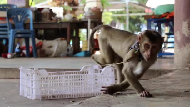 Ένας Νεαρός Μακρύς Μακάκος Πίθηκος Πέφτει Κάτω Στο Έδαφος Ενώ — Αρχείο Βίντεο