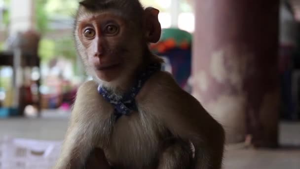 Close Face Long Tail Macaque Monkey Baby Sad Eyes Chewing — Vídeos de Stock