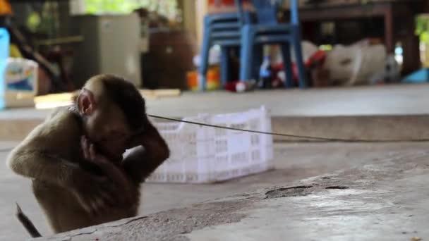 Static Shot Long Tail Macaque Baby Monkey Leash Playing Its — 비디오